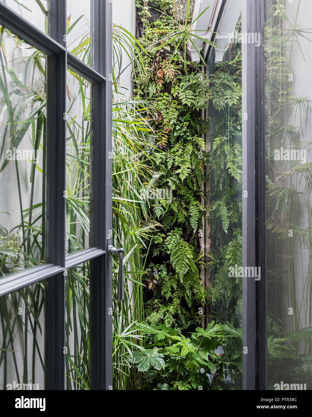 Apertura porta in un piccolo giardino con funzione di felci tra il vetro Foto Stock