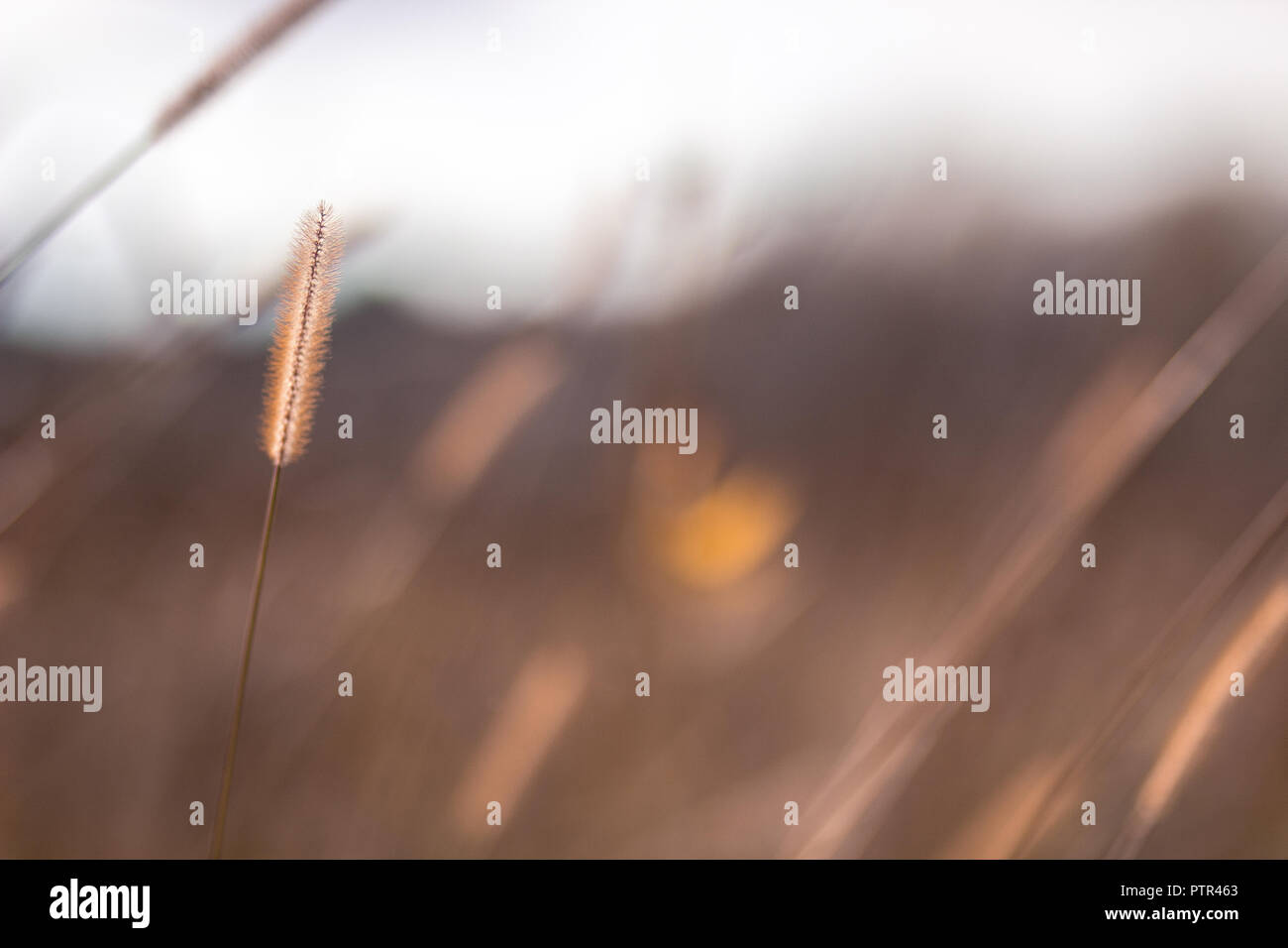 Boccioli di fiori selvaggi ballando nel vento con i restanti blumi persistente in astratto, sfondo sfocato distorto la profondità di campo. Foto Stock