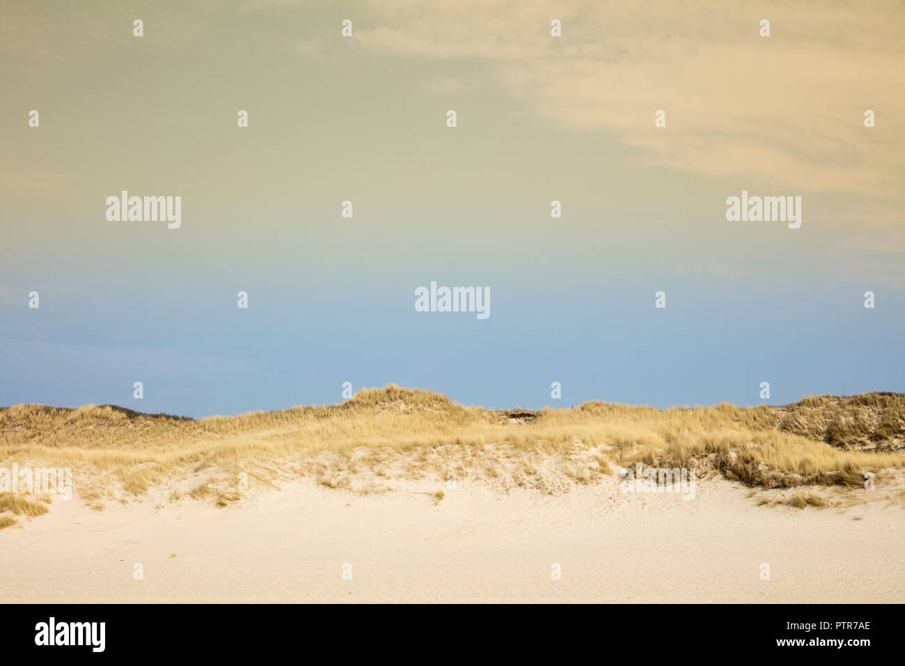 Paesaggio di dune, Sylt, Nord isola frisone, Frisia settentrionale, Schleswig-Holstein, Germania, Europa Foto Stock Paesaggio di dune, Sylt, Nord isola frisone, Frisia settentrionale, Schleswig-Holstein, Germania, Europa Foto Stock