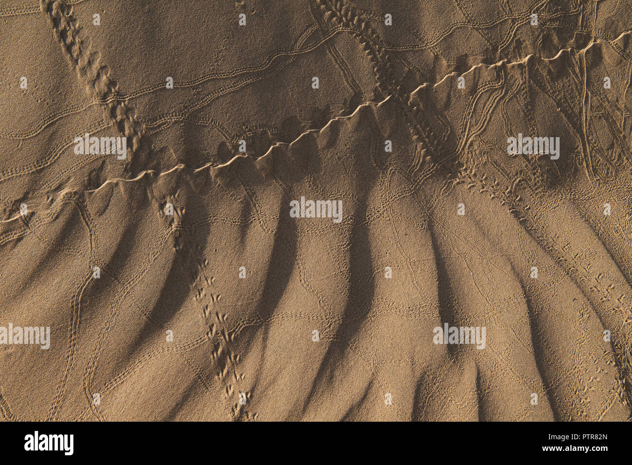 Rajasthani uomo tradizionale riscaldando le mani sul fuoco in dune di sabbia. Foto Stock
