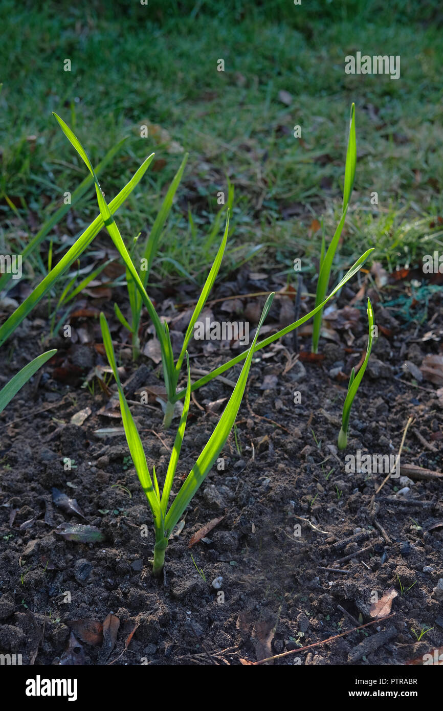 Aglio giovani crescono in un giardino in Cornovaglia, UK. Foto Stock