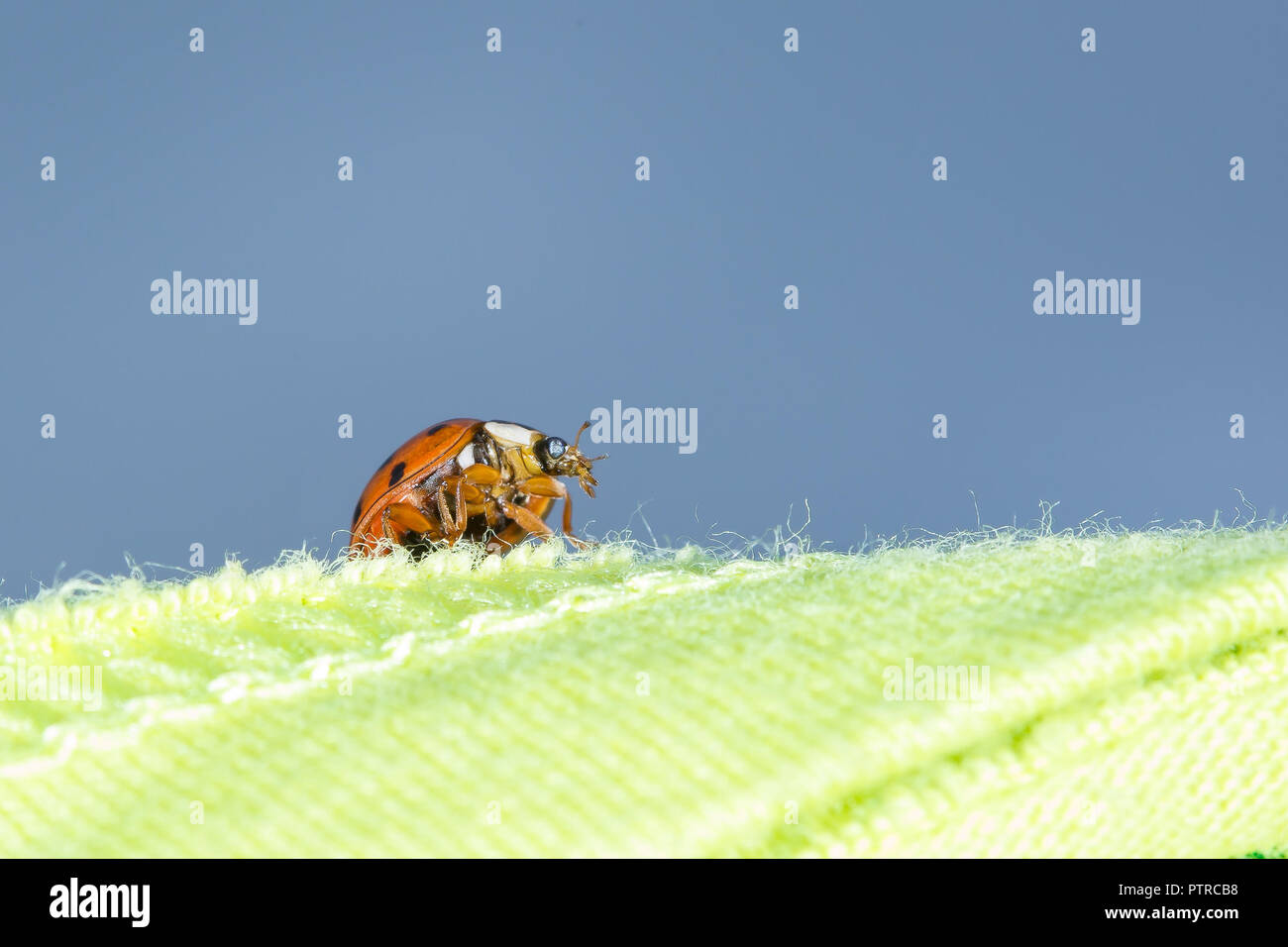 Macro primo piano di ladybug UK selvaggio ladybird (visto da sotto) isolato all'aperto in giardino strisciando su tessuto verde vicino, cielo blu sfondo Foto Stock