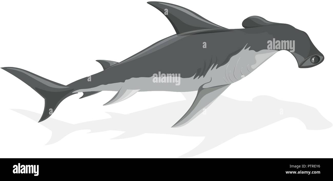 Argento squalo martello con ombra isolato su bianco Illustrazione Vettoriale