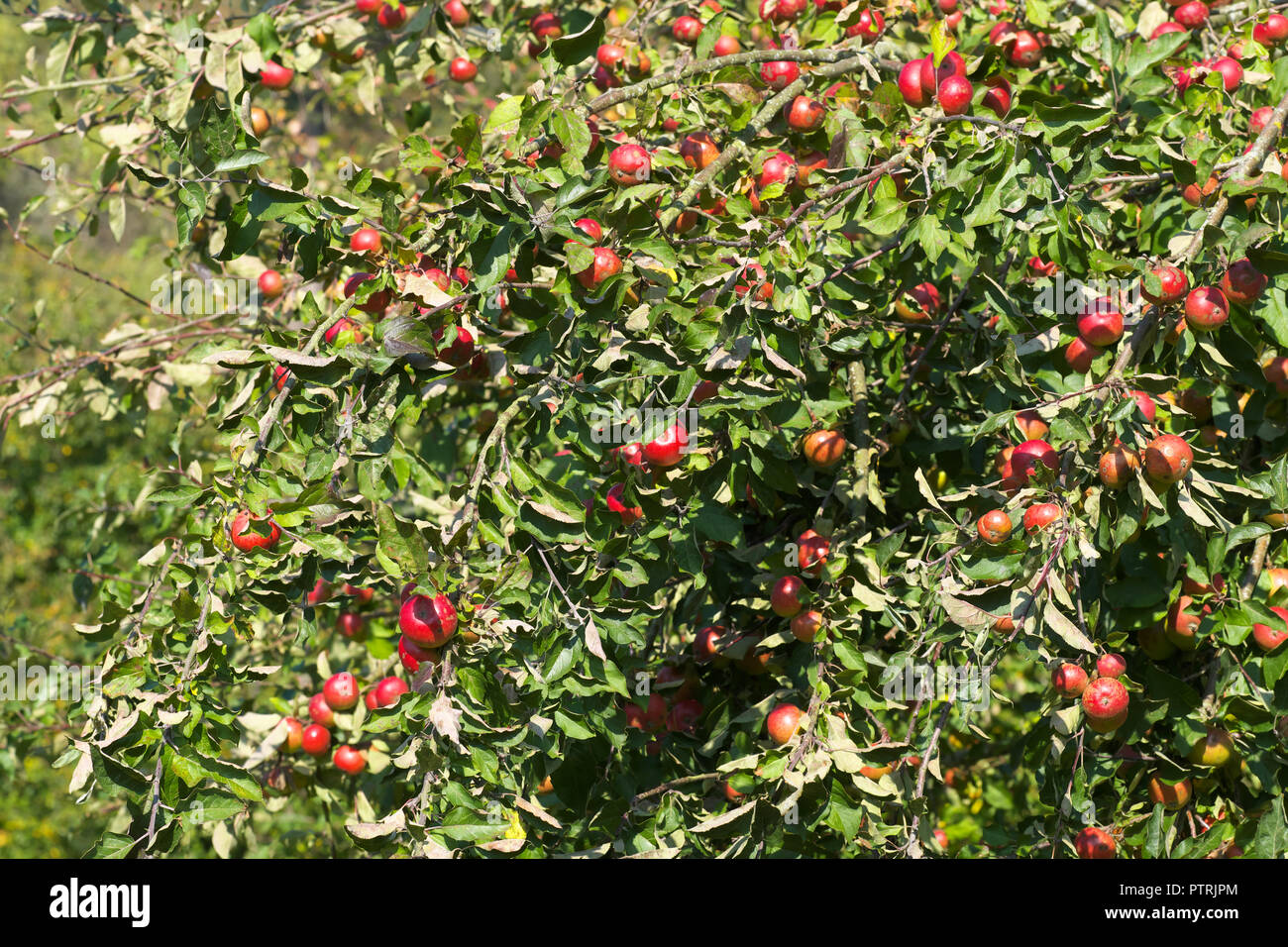 Apple frutteto pieno di mele mature per la produzione del sidro in Herefordshire UK nel mese di ottobre 2018 Foto Stock