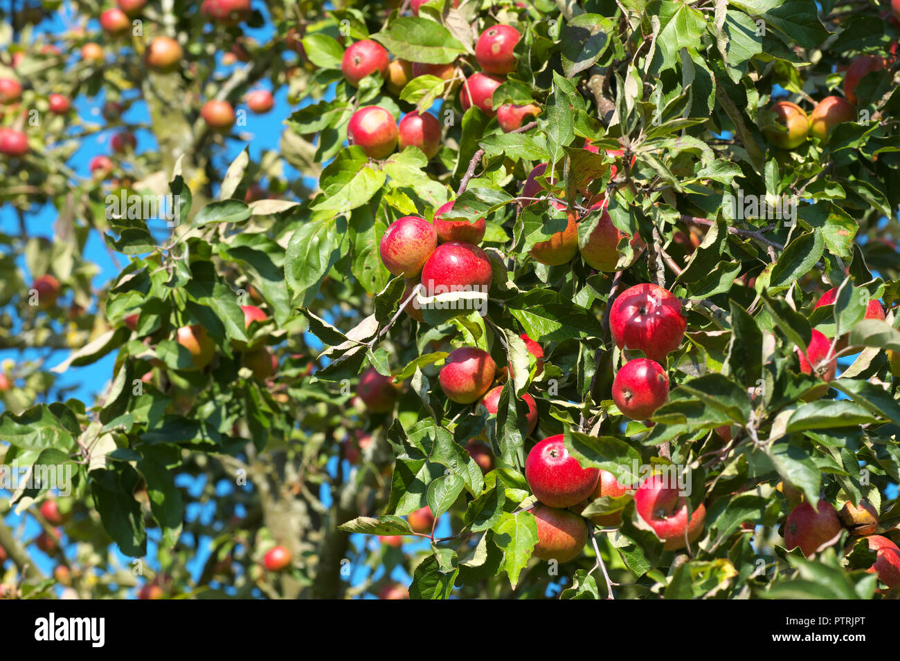 Apple frutteto pieno di mele mature per la produzione del sidro in Herefordshire UK nel mese di ottobre 2018 Foto Stock