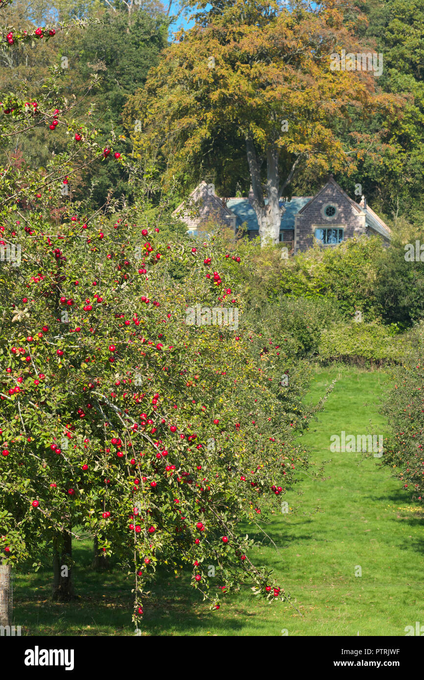 Frutteto al Lago Bodenham Riserva Naturale Herefordshire piena di mele per il sidro in ottobre 2018 Foto Stock