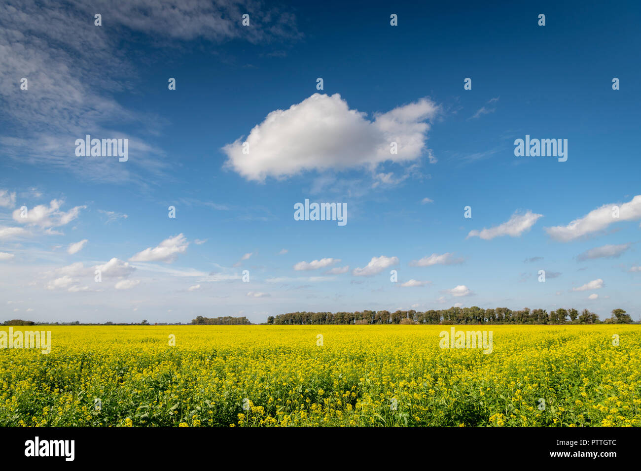 Shippea Hill, Cambridgeshire Regno Unito 11 ottobre 2018. Nuvole bianche scud attraverso la vasta Fenland open skies e paesaggio piatto su un unseasonably giorno di autunno caldo. Le temperature hanno raggiunto circa 19 gradi centigradi nella calda ma ventilata meteo con topi sunshine e cloud. Credito: Julian Eales/Alamy Live News Foto Stock