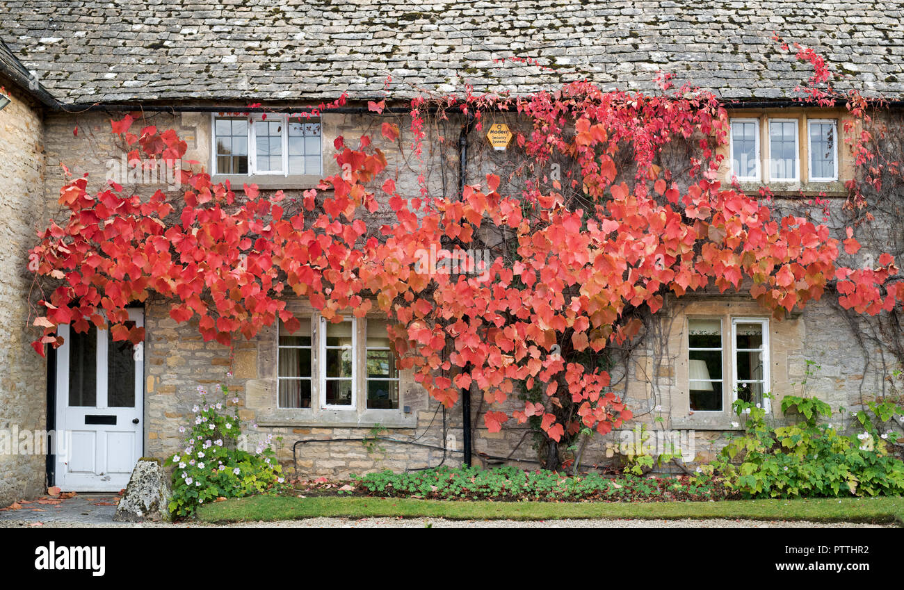 Foglie di vite a cambiare colore a copertura di un muro di casa. Abbassare Oddington, Cotswolds, Gloucestershire, Inghilterra Foto Stock