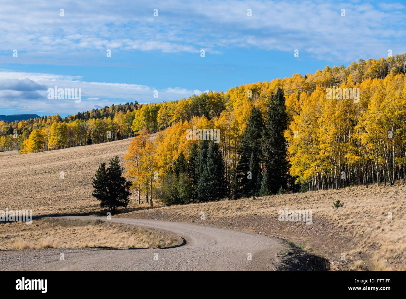 Strada di ghiaia avvolgimento attraverso prati erbosi e boschetti di Aspen in autunno colori di oro giallo e arancione Foto Stock