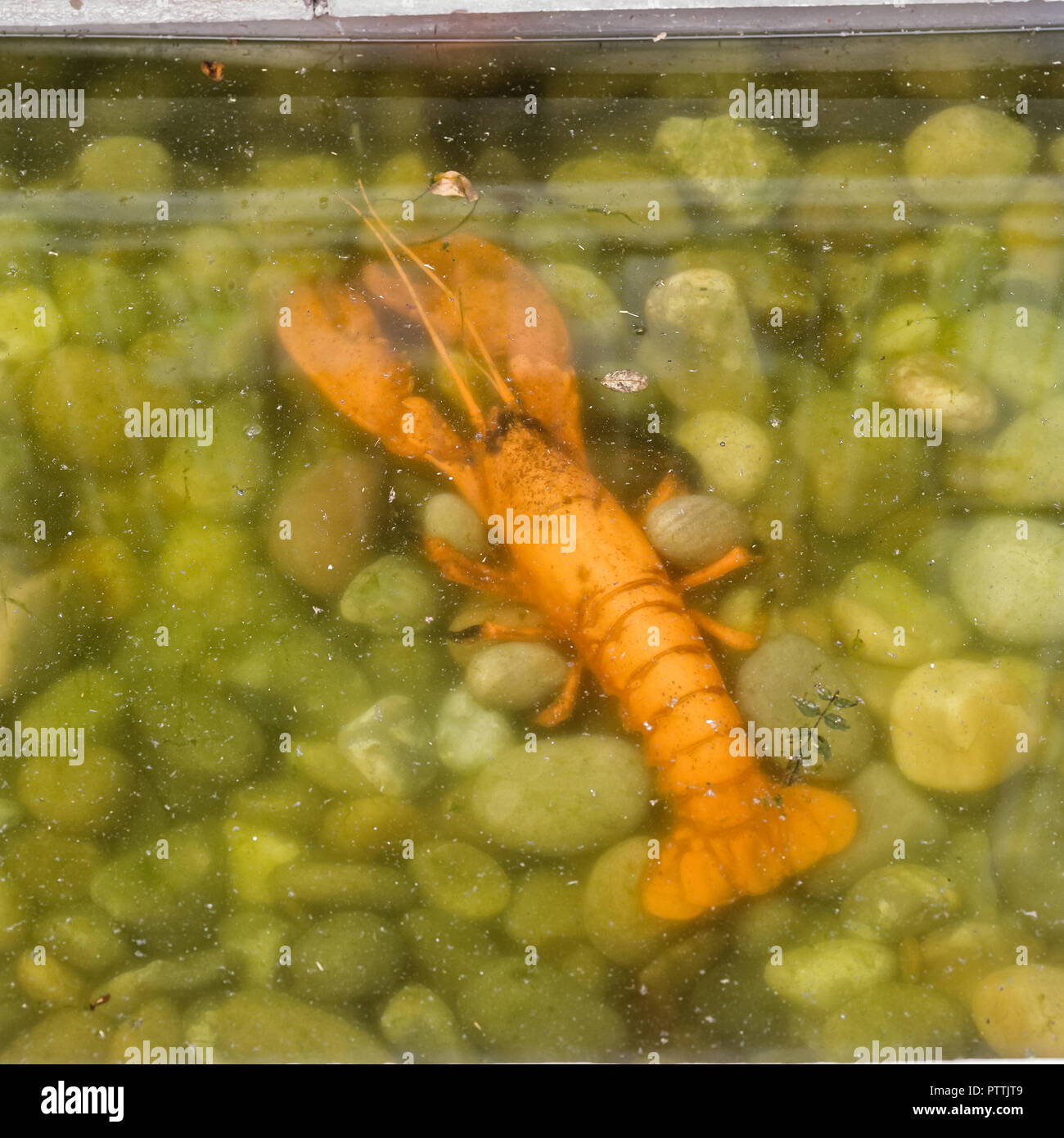 Fake lobster underwater‌ in Kensington Garden Foto Stock