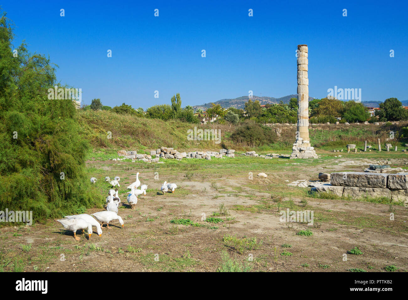 Tempio di Artemide rovine - una delle sette meraviglie del mondo antico - Selcuk, Turchia. Foto Stock