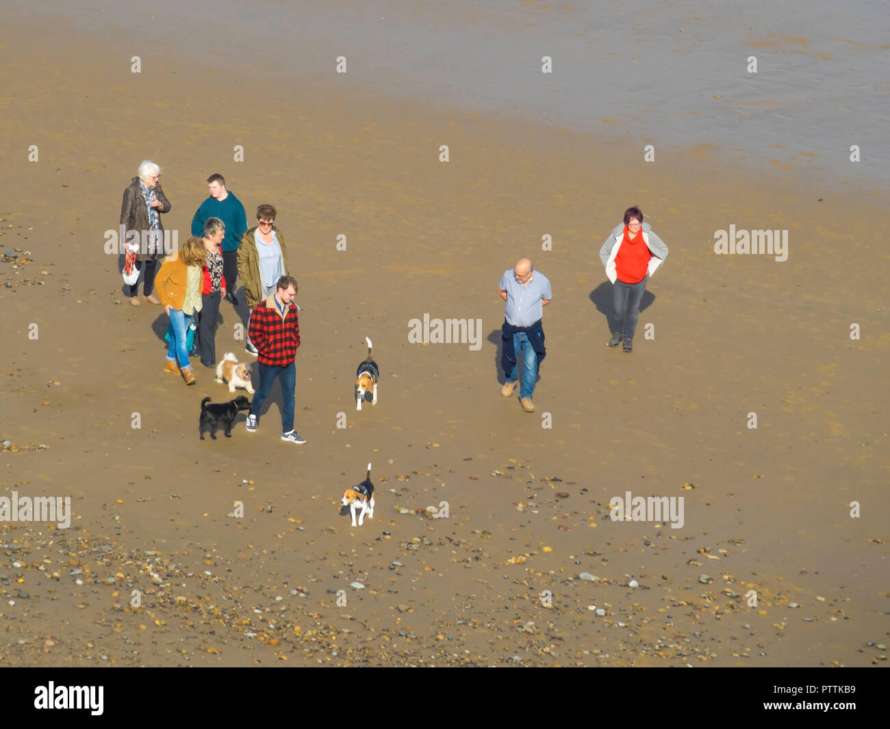 Un gruppo di persone che camminano i loro cani sulla spiaggia su una soleggiata giornata autunnale nel North Yorkshire Foto Stock