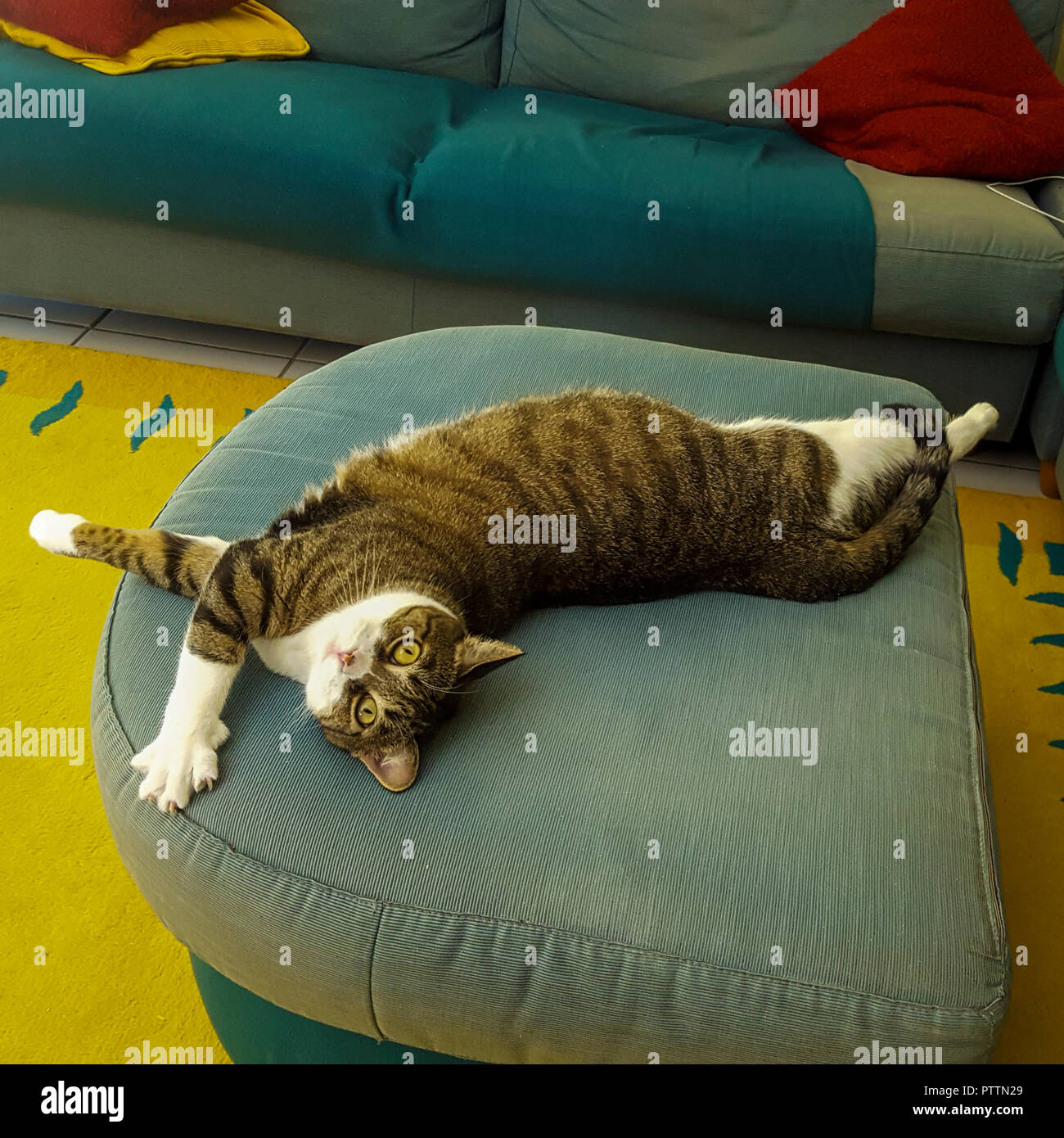 Gatto sdraiato sul divano di casa Foto Stock