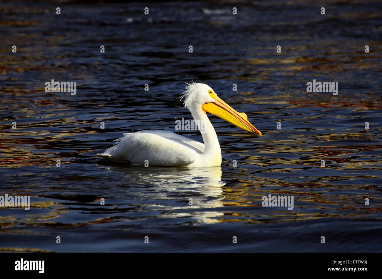 Dettagli di un pellicano sono evidenziati nella luce del sole dorato sulle acque del fiume Mississippi Foto Stock