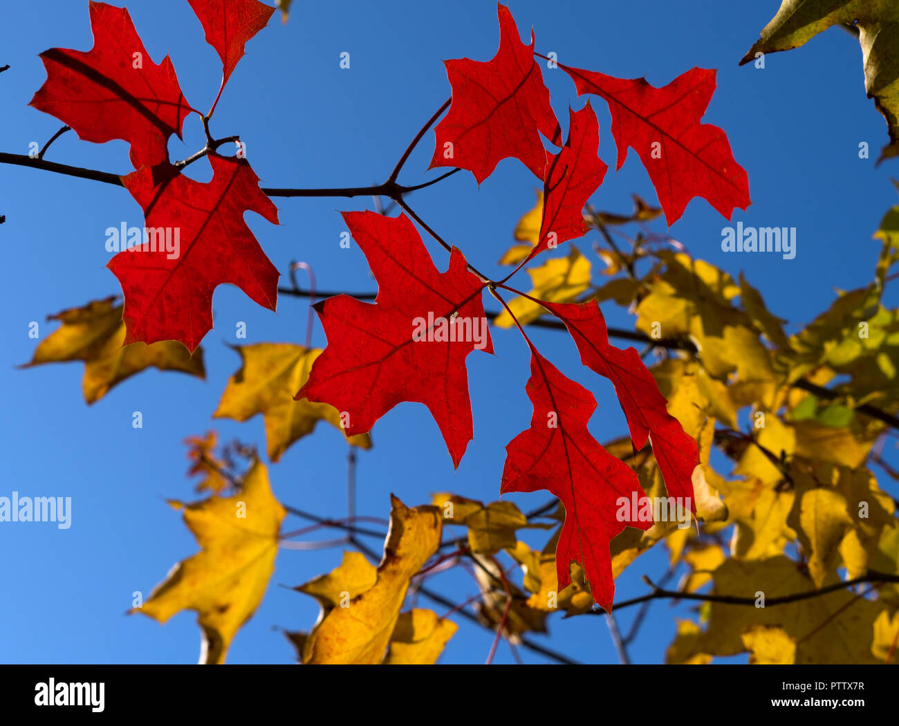 Foglie di quercia rossa Quercus rubra in autunno Foto Stock