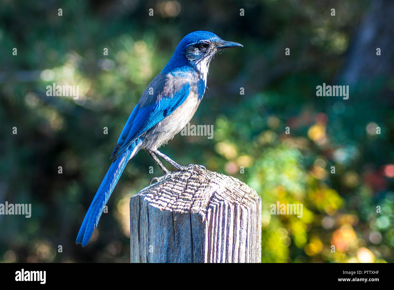Blue Bird seduto su un montante di legno nella Biblioteca di Huntington, California Foto Stock