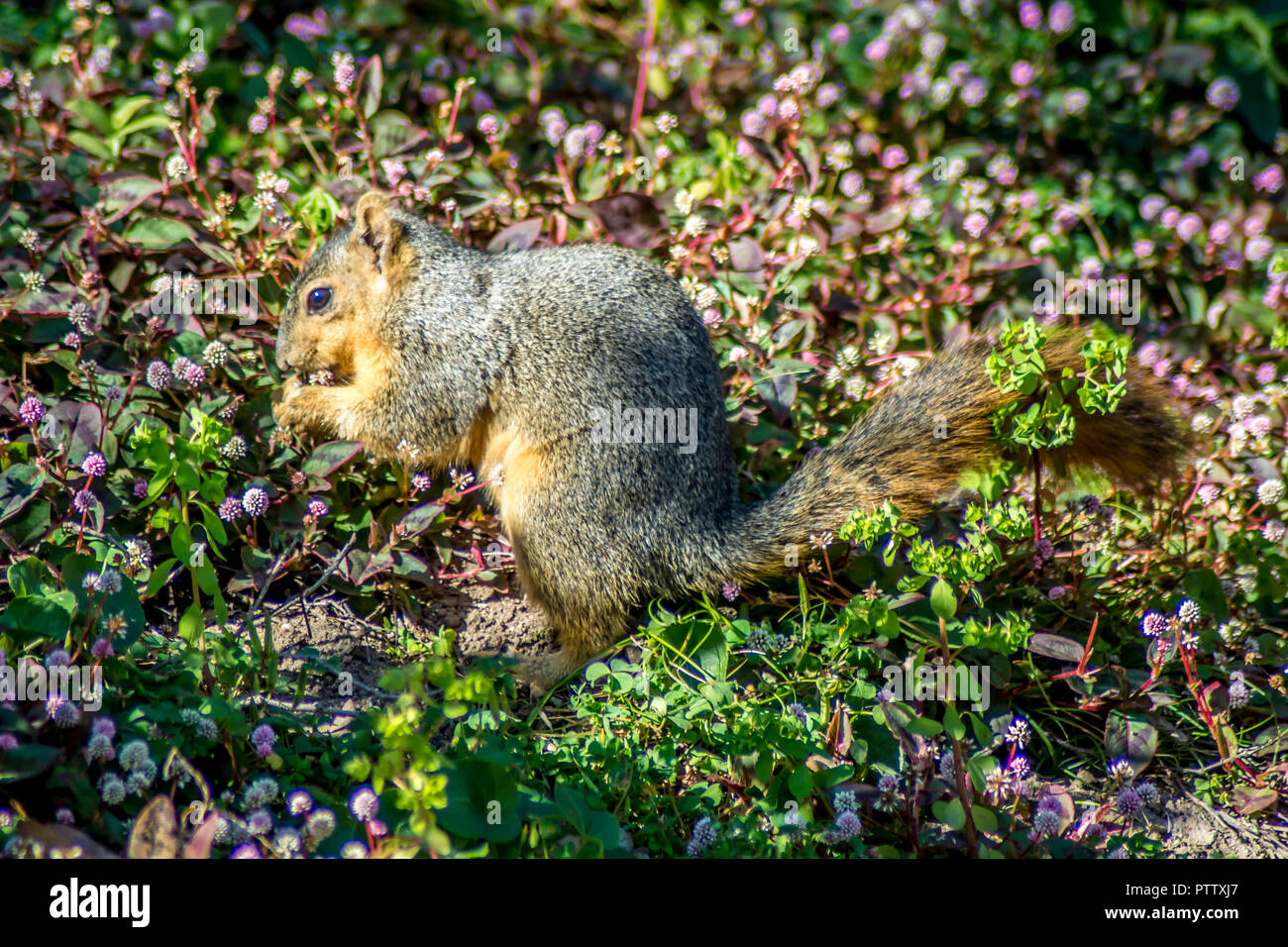 Lo scoiattolo mangiare in Biblioteca di Huntington, California Foto Stock