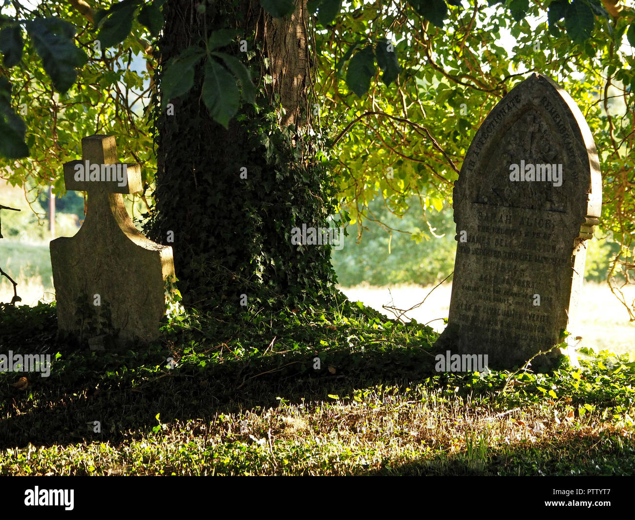 Cimitero di campagna con due lapidi pendenti fiancheggianti un rosso color edera Castagno di cavallo (Aesculus x carnea) in sera luce del sole con lunghe ombre Foto Stock