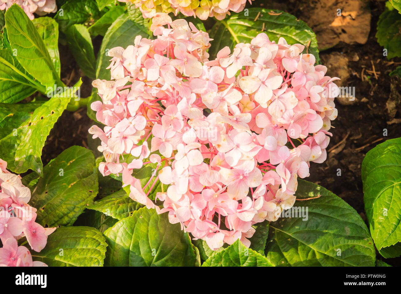 Rosa a forma di cuore Hydrangea macrophylla fiori sfondo. Nomi comuni includono bigleaf, Francese, lacecap, mophead hydrangea, penny mac e Hortensia. Foto Stock