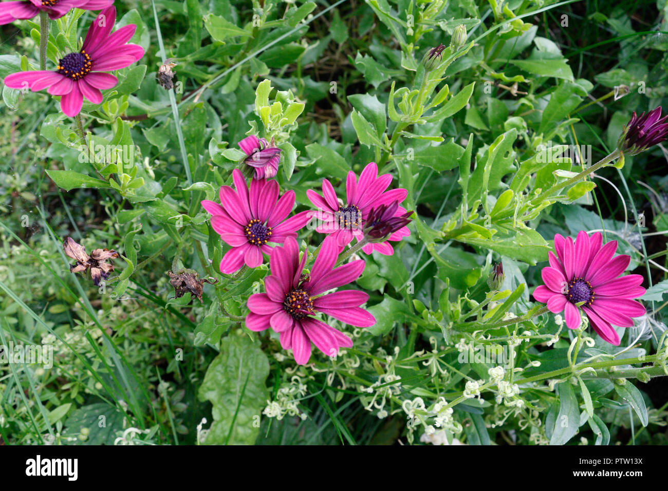 Fiori Osteospermum ibrido Maria soleggiato Foto Stock