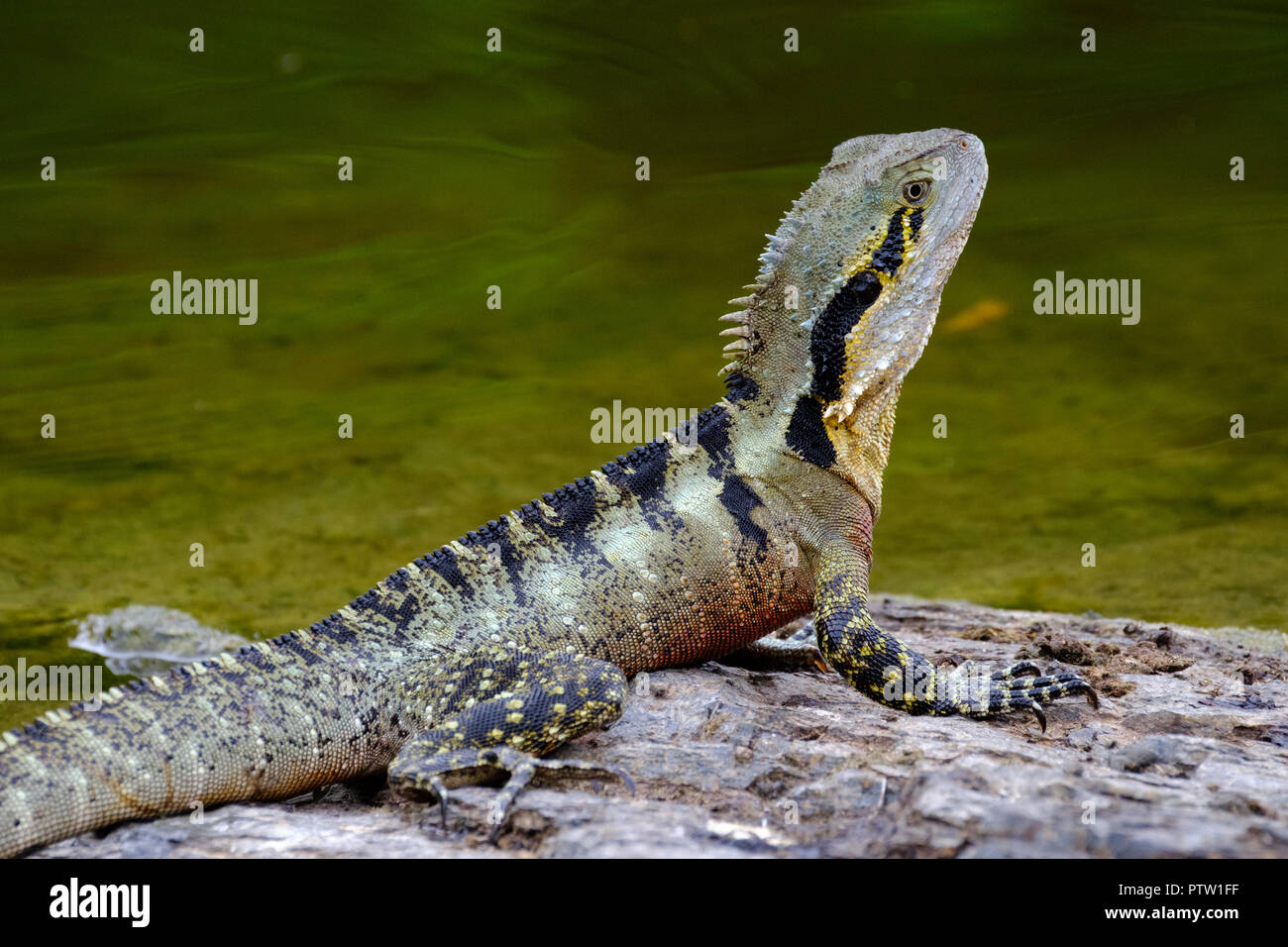 Drago di acqua - a mt Coot-Tha Giardini Botanici Foto Stock