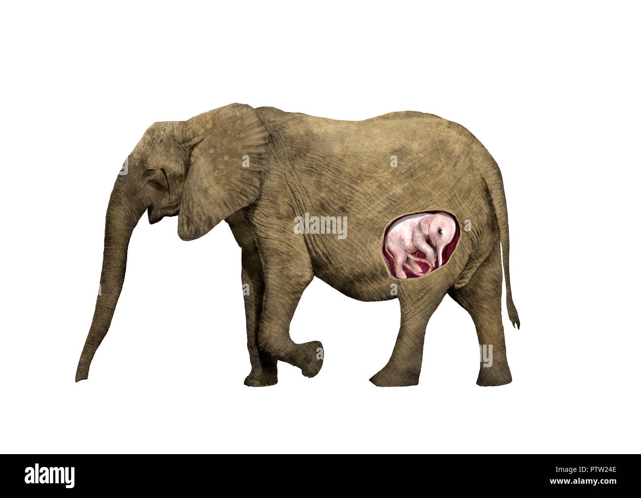 Elefante africano incinta illustrazione digitale Foto Stock