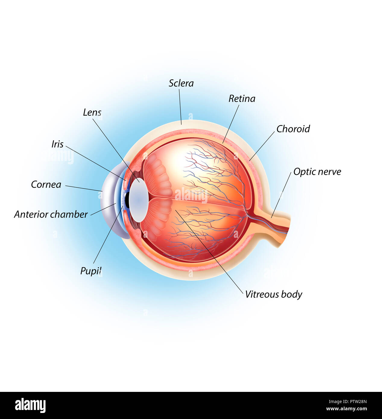 Struttura dell'occhio Foto Stock