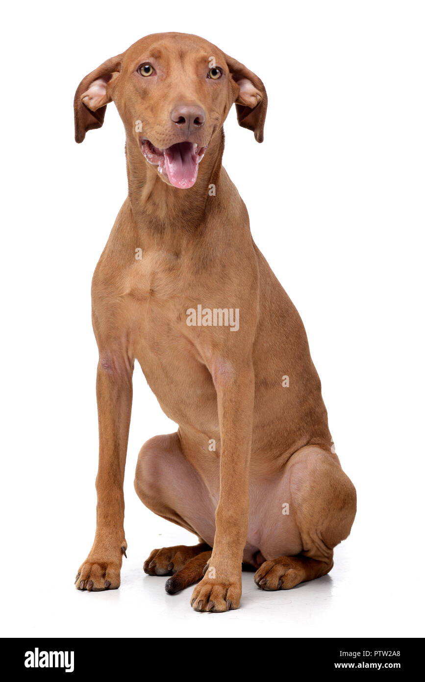 Studio shot di un adorabile razza dog sitter su sfondo bianco. Foto Stock