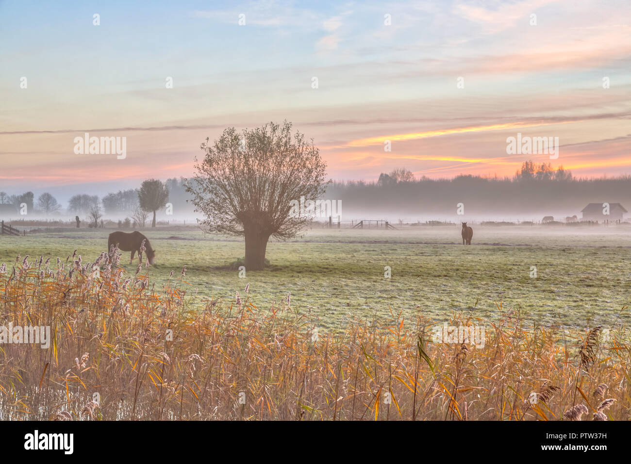Paesaggio con Pollard salici e cavalli in olandese il paesaggio agricolo a sunrise in novembre Foto Stock