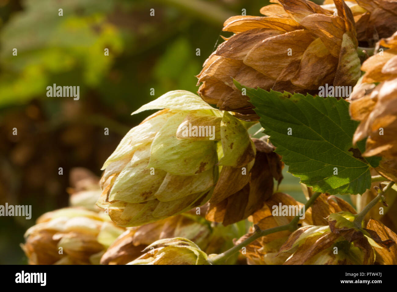 Humulus lupulus, o arrampicata Humulus lupulus L. si trova nel selvaggio nella zona temperata di entrambi gli emisferi nel folto dei boschi umidi. Foto Stock