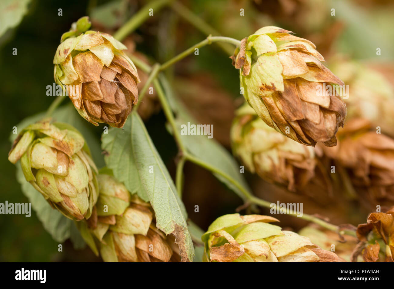 Humulus lupulus, o arrampicata Humulus lupulus L. si trova nel selvaggio nella zona temperata di entrambi gli emisferi nel folto dei boschi umidi. Foto Stock