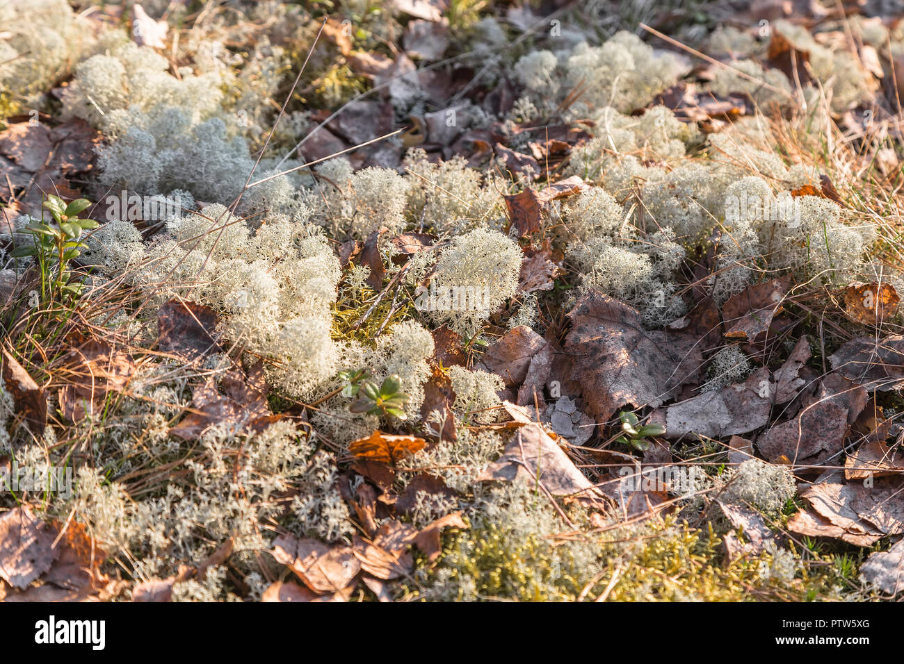 I licheni delle renne o cervine un muschio appartiene al gruppo di licheni, per una sorta di Cladonia. Foto Stock