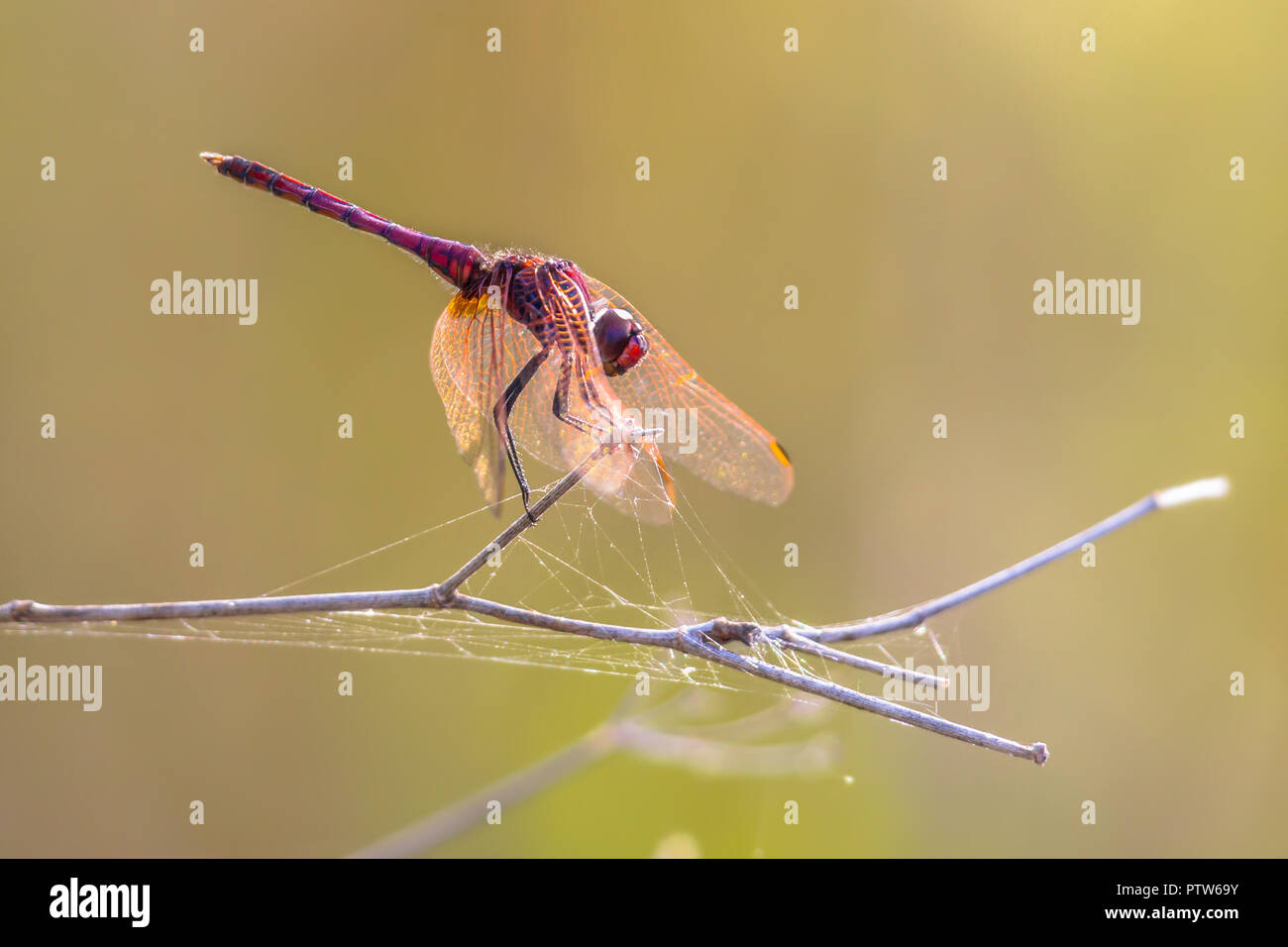 Violet dropwing (Trithemis annulata) darter dragonfly appollaiato su un bastone vicino al fiume di Cipro Foto Stock