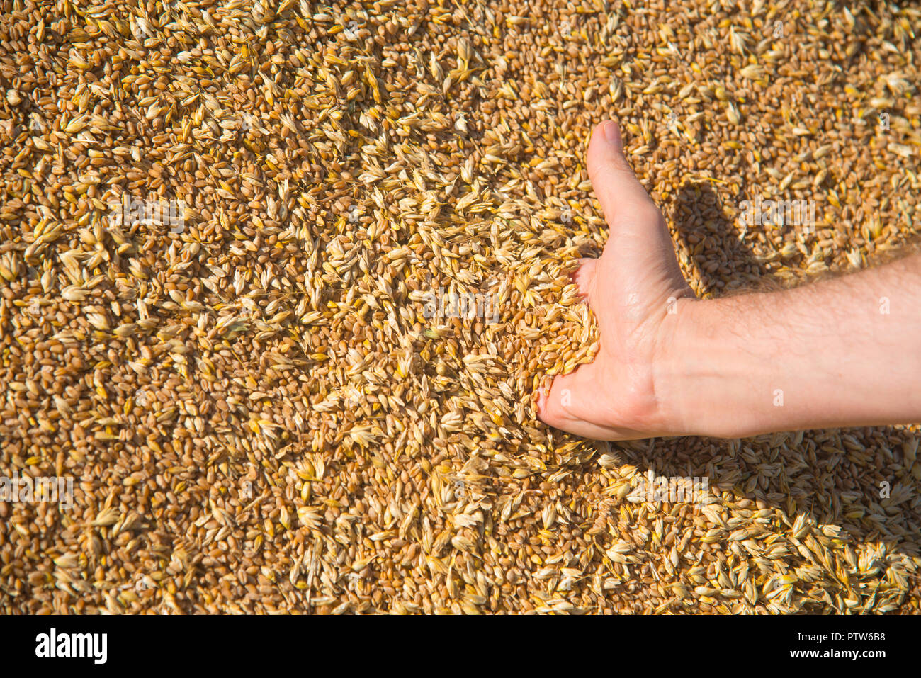Raccolta a mano i chicchi di grano. Foto Stock