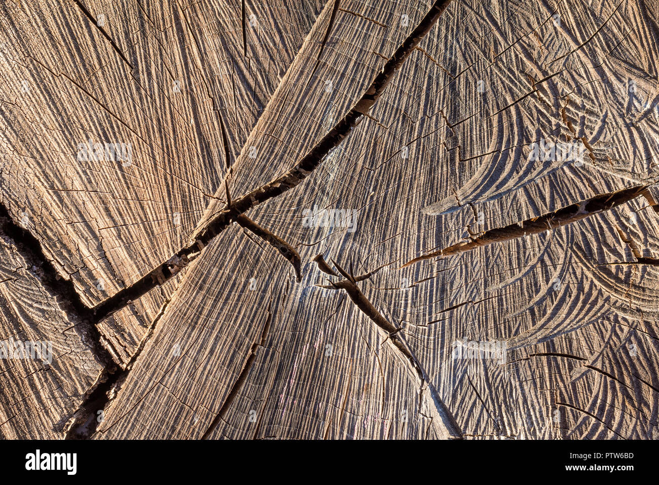 Grano di fine del tronco di albero che mostra i gruppi di essiccazione. Foto Stock