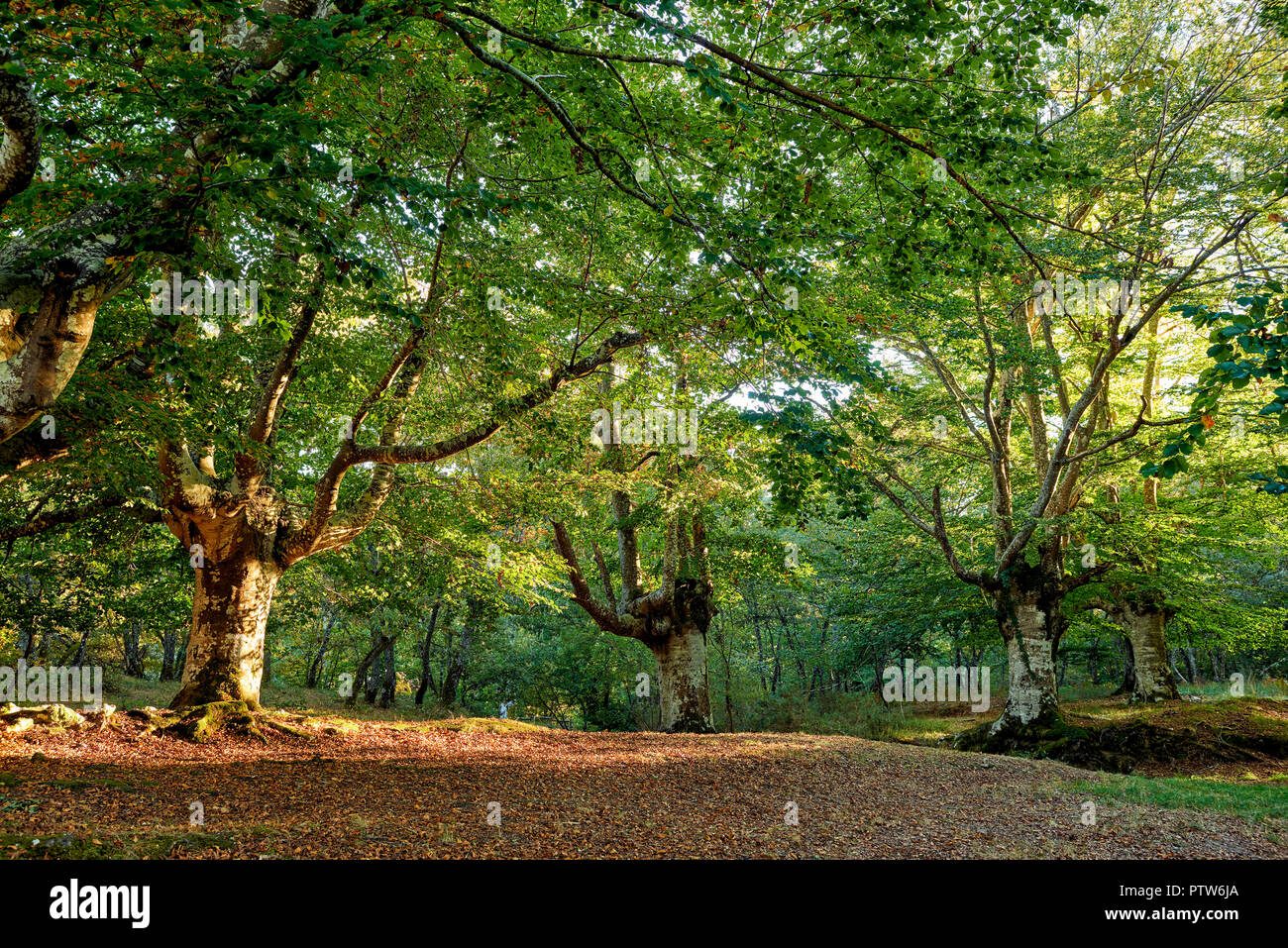 Parco naturale di Gorbeia, Alava, Paesi Baschi, Spagna, Europa Foto Stock