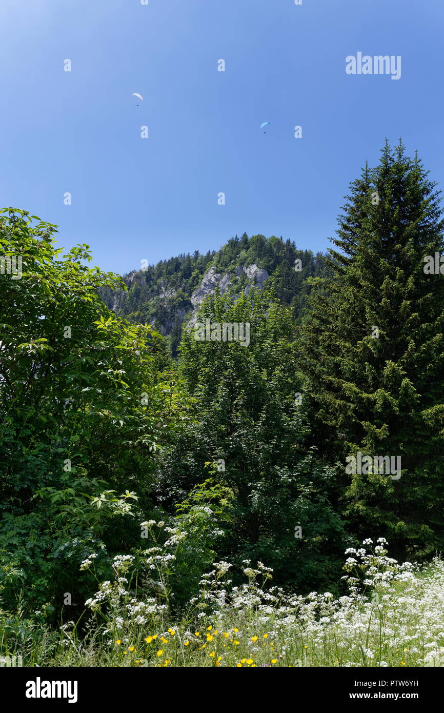 Fiori di prato in primo piano e distante parapendii battenti intorno montagne intorno al Col de la Forclaz Francia Foto Stock