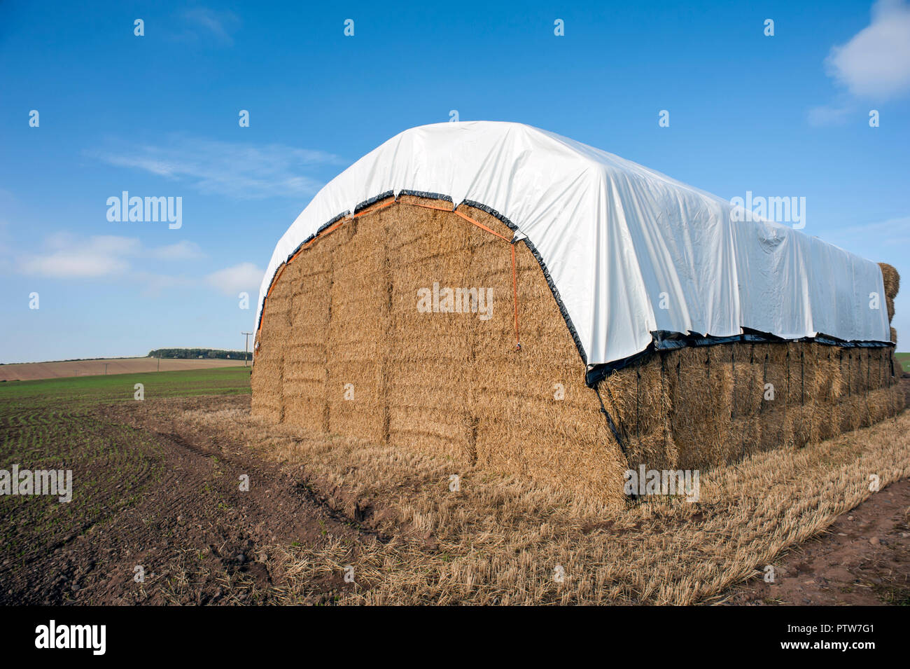 Il giorno moderno pagliaio coperto wth telone per svernamento nel campo Foto Stock