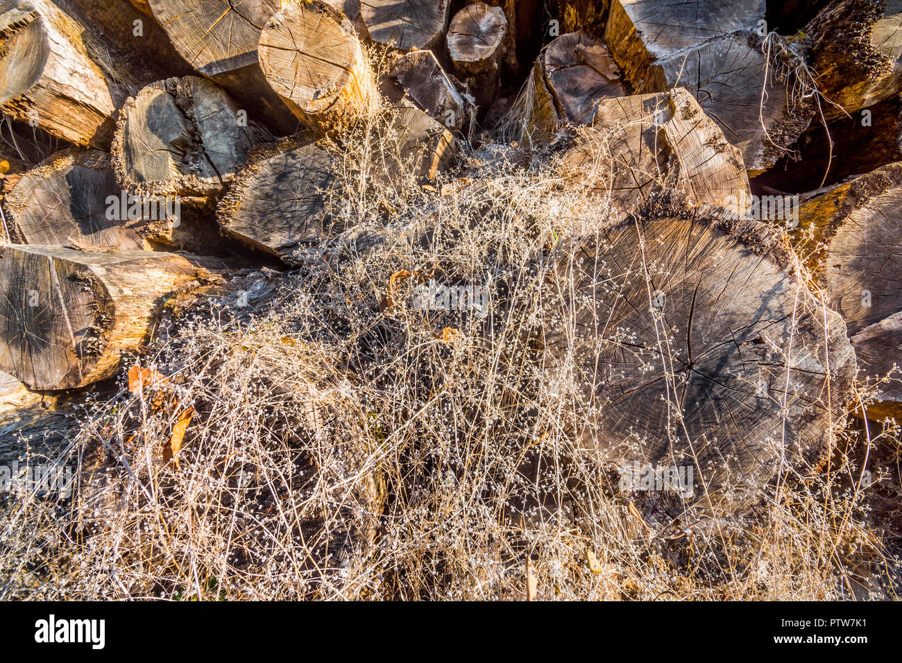 Tronchi di albero / essiccazione stagionatura - Francia. Foto Stock