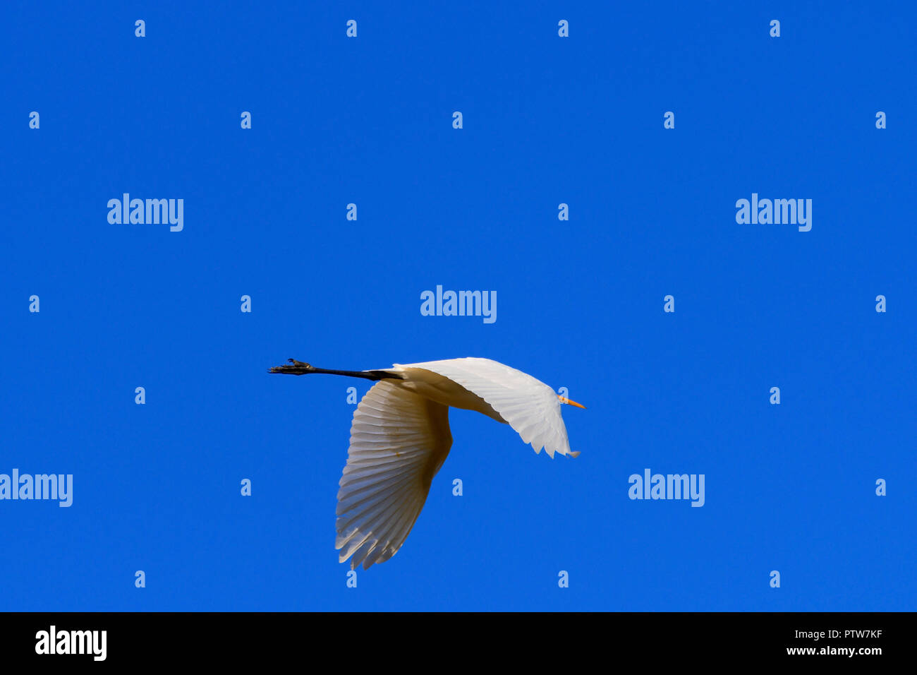 Profilo di un uccello airone volante visto da dietro Foto Stock