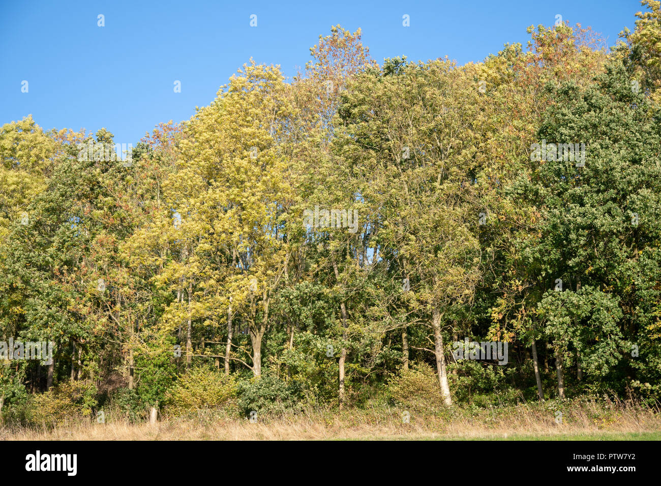 Viste della campagna inglese e in autunno con i campi e gli alberi Foto Stock