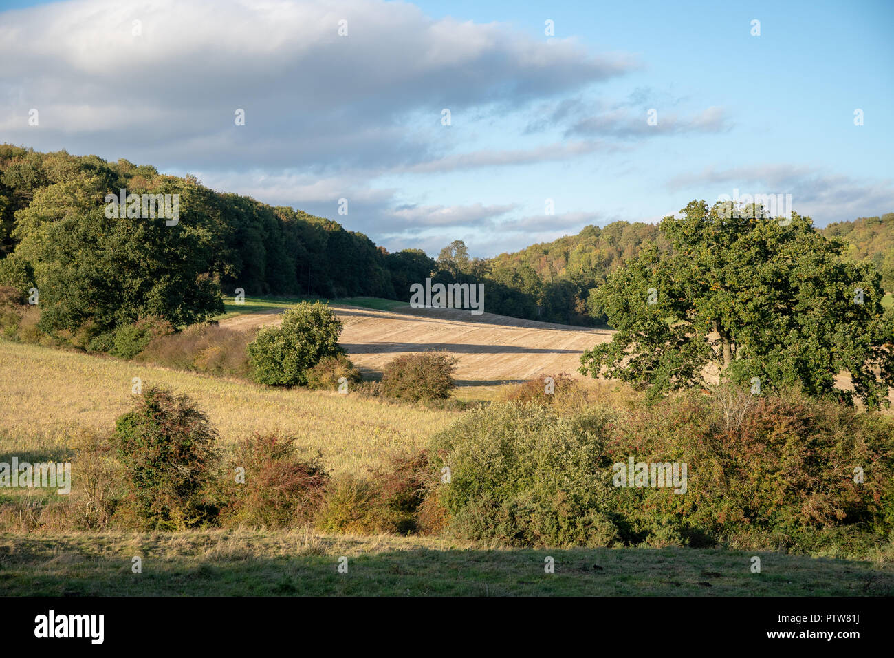 Viste della campagna inglese e in autunno con i campi e gli alberi Foto Stock