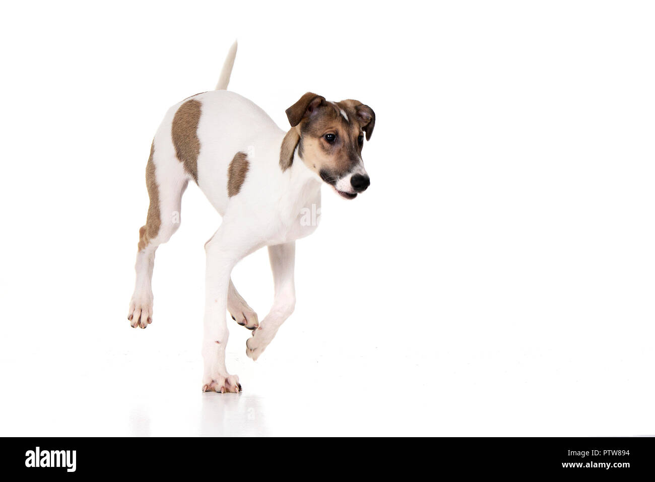 Studio shot di un adorabile agar Ungherese (Magyar agár) in esecuzione su sfondo bianco. Foto Stock