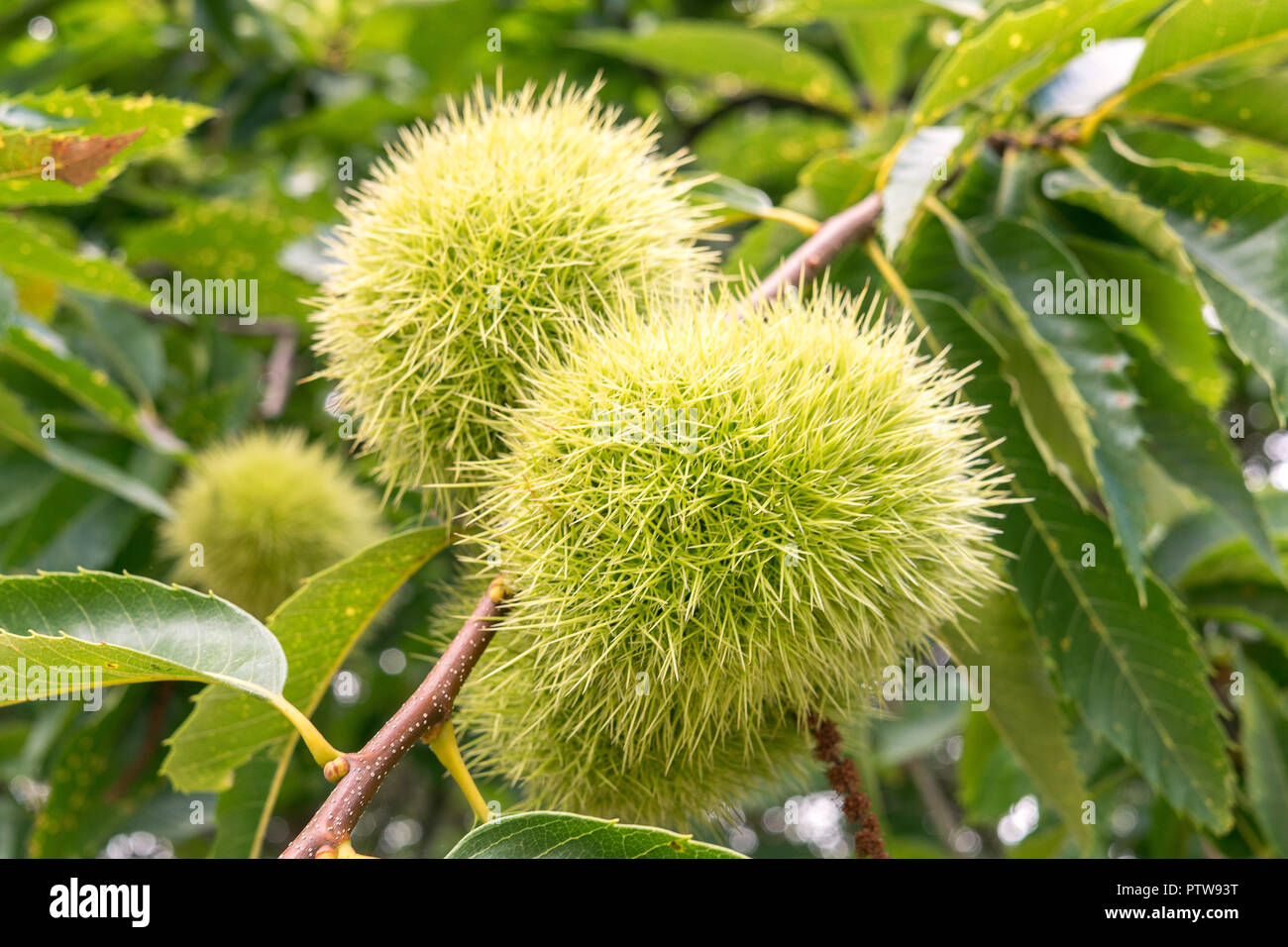 Sweet Chestnut sbuccia e foglie di castanea sativa albero nella fine dell'estate Foto Stock