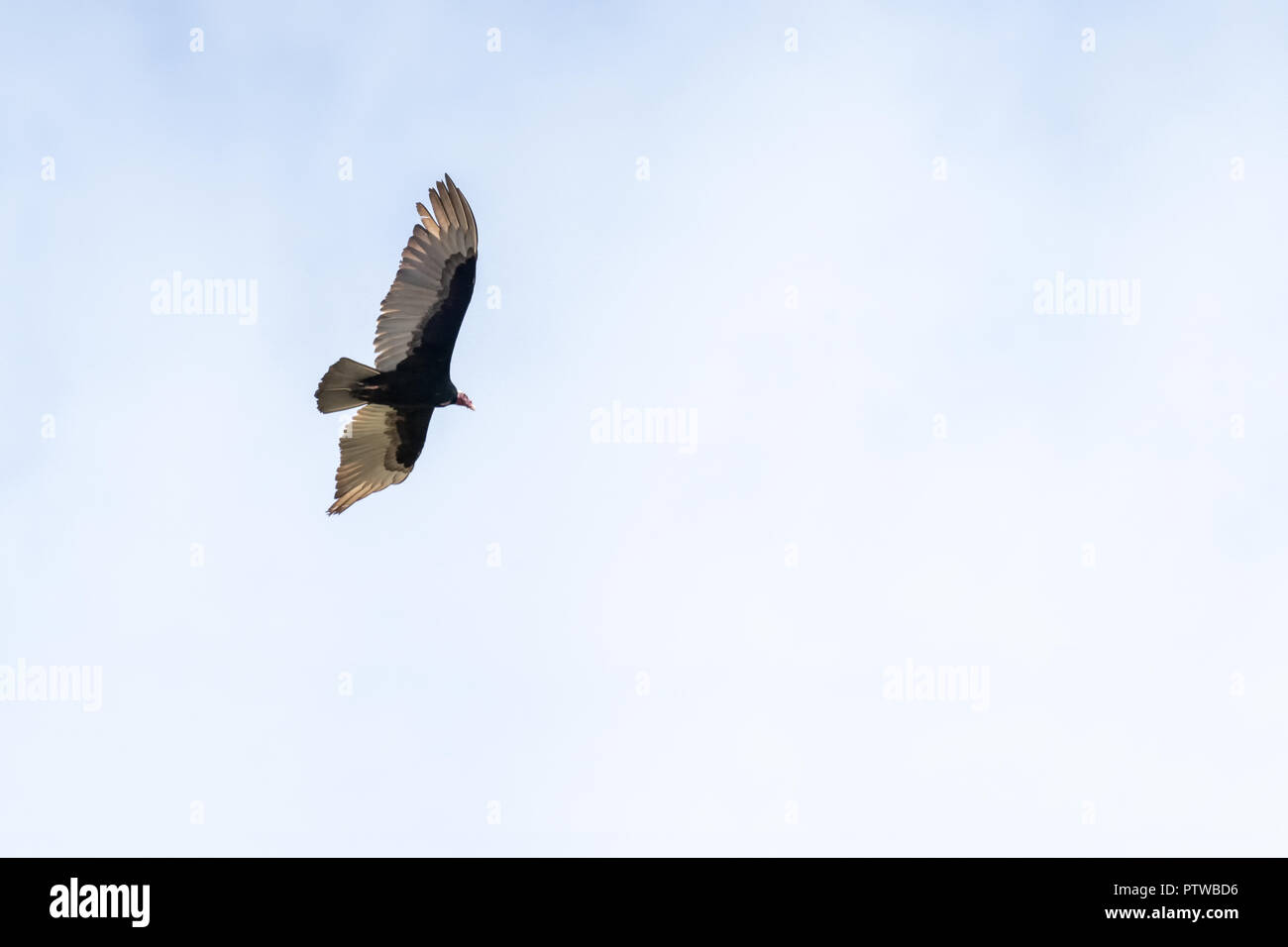 Pacaya Samiria Riserva, Perù, Sud America. La Turchia Vulture battenti. Foto Stock