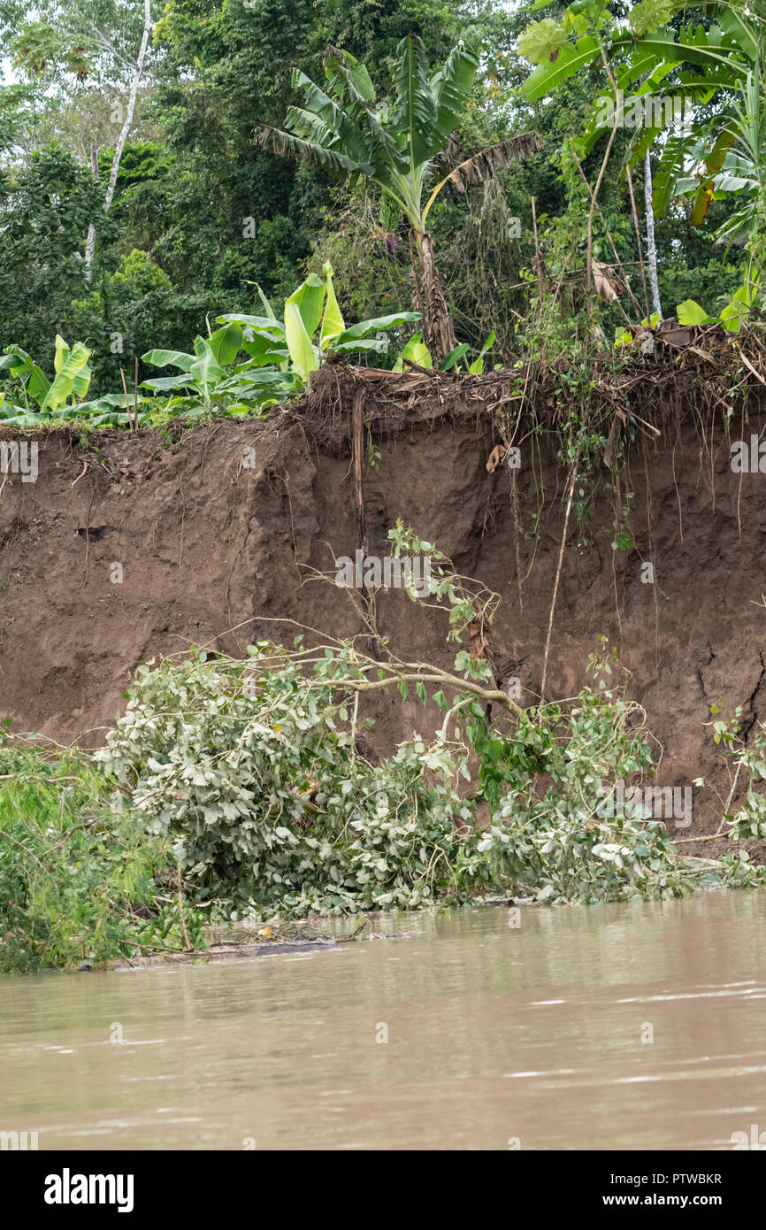 Pacaya Samiria Riserva, Perù, Sud America. Fenomeni di erosione che si verificano lungo le rive del fiume Maranon; un piccolo albero era appena caduto nel fiume. Foto Stock
