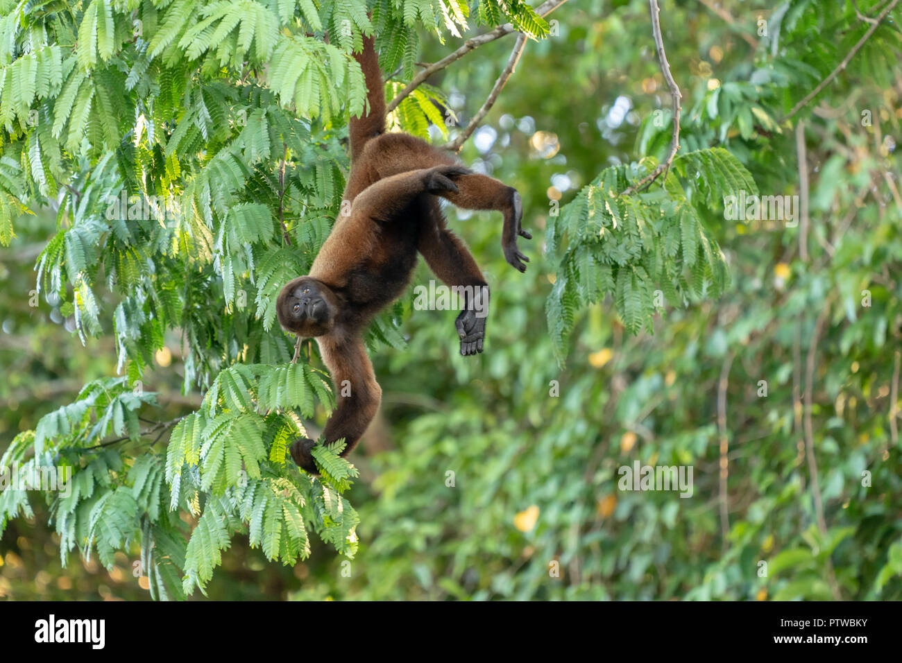 Pacaya Samiria Riserva, Perù, Sud America. Brown lanosi scimmia (o Comune lanosi scimmia o Humboldt's lanosi scimmia) appesa per la coda Foto Stock