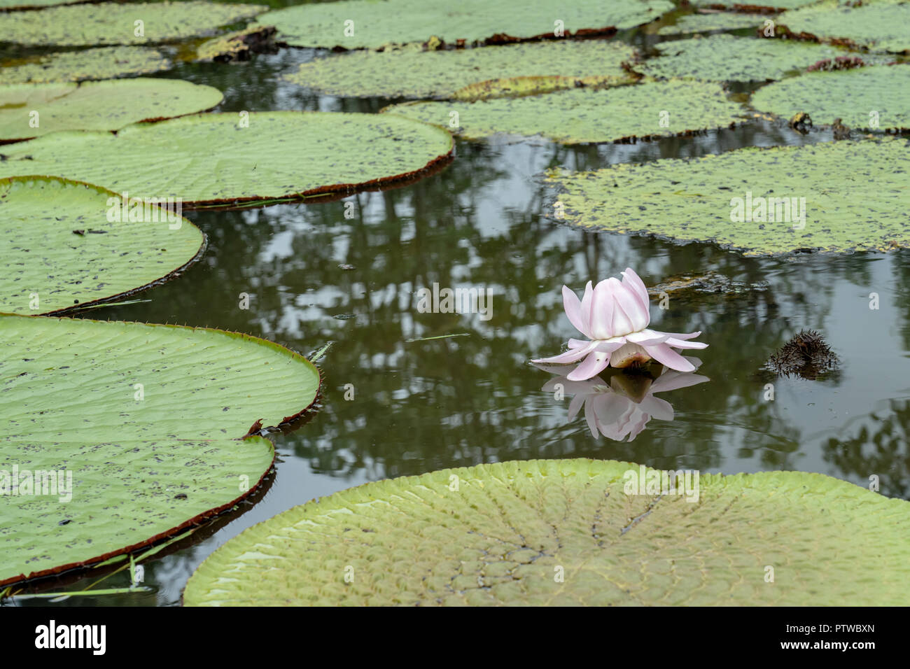 Puerto Miguel, Perù, Sud America. Lilypads gigante (Victoria amazzonia). Foto Stock