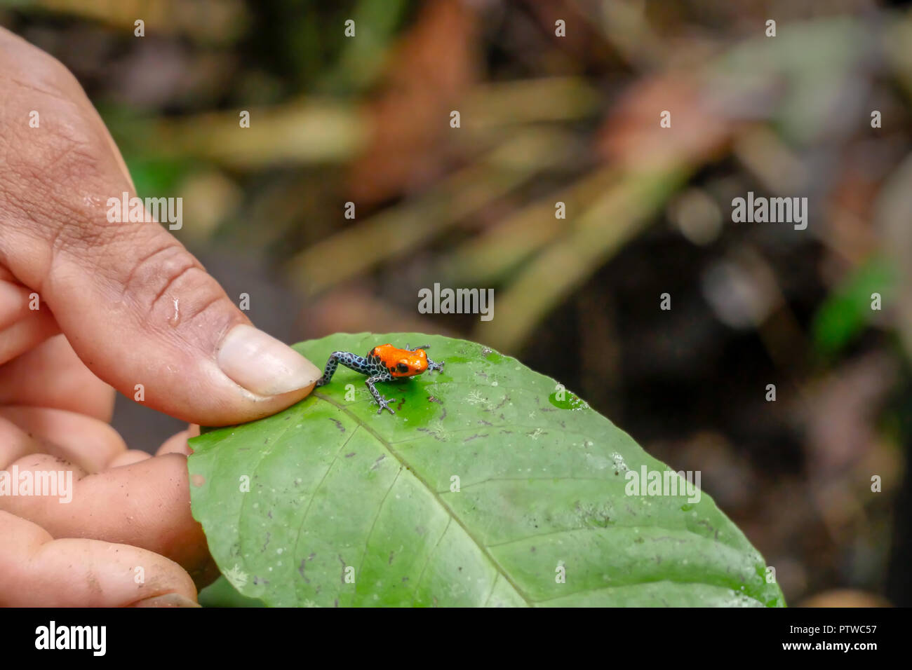 Uomo con una fragola veleno-dart frog su una foglia. Noto anche come fragola veleno (rana Oophaga pumilio). Foto Stock