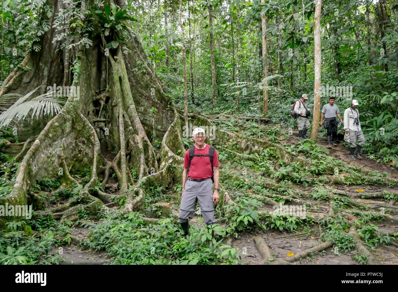Amazon National Park, Perù, Sud America. Uomo in piedi con le radici di un grande albero di Ficus, con altri turisti e guide turistiche a piedi da. (Per la edi Foto Stock